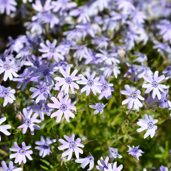 Phlox subulata 'Fabulous Blue Dark Center' – Árlevelű lángvirág