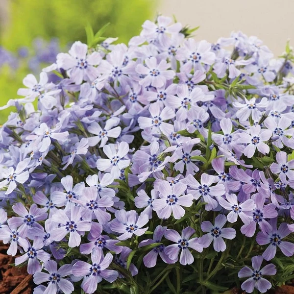 Phlox subulata 'Fabulous Blue Dark Center' – Árlevelű lángvirág