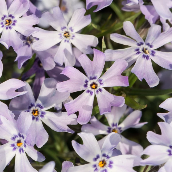 Phlox subulata 'Fabulous Blue Dark Center' – Árlevelű lángvirág