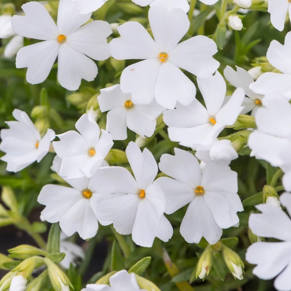 Phlox subulata 'Fabulous White' – Árlevelű lángvirág