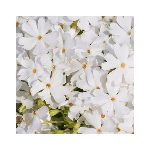 Phlox subulata 'Fabulous White' – Árlevelű lángvirág