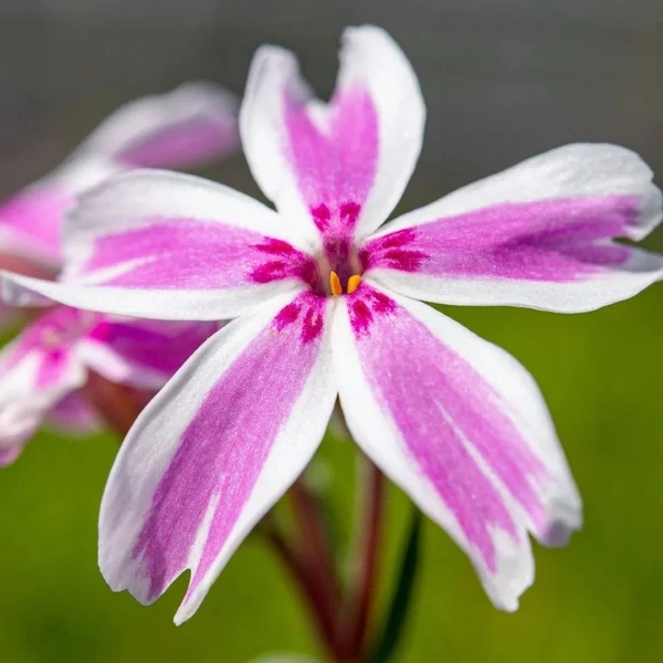 Phlox subulata 'Kimono Pink White' - Árlevelű lángvirág