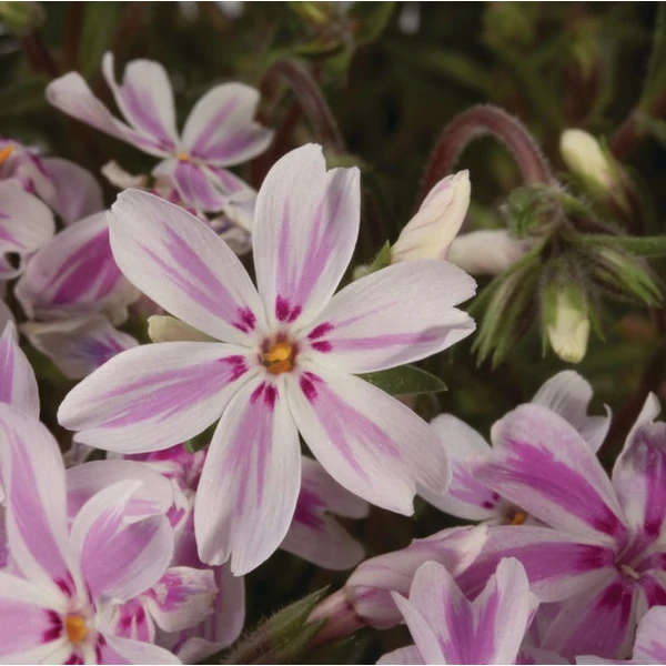 Phlox subulata 'Kimono Pink White' - Árlevelű lángvirág