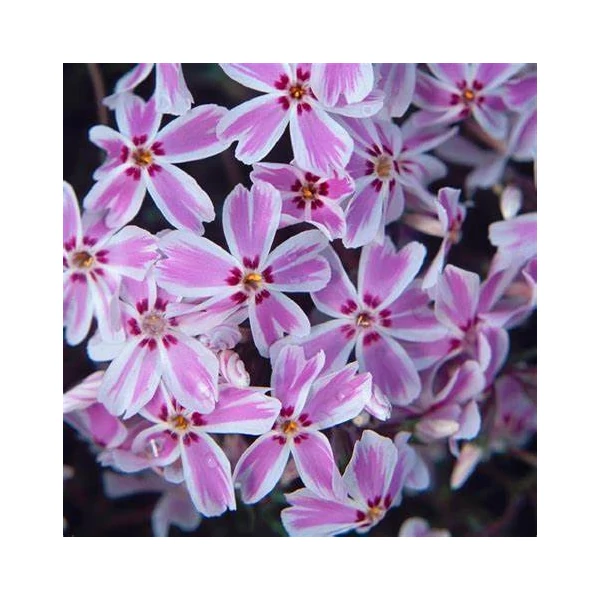 Phlox subulata 'Kimono Pink White' - Árlevelű lángvirág