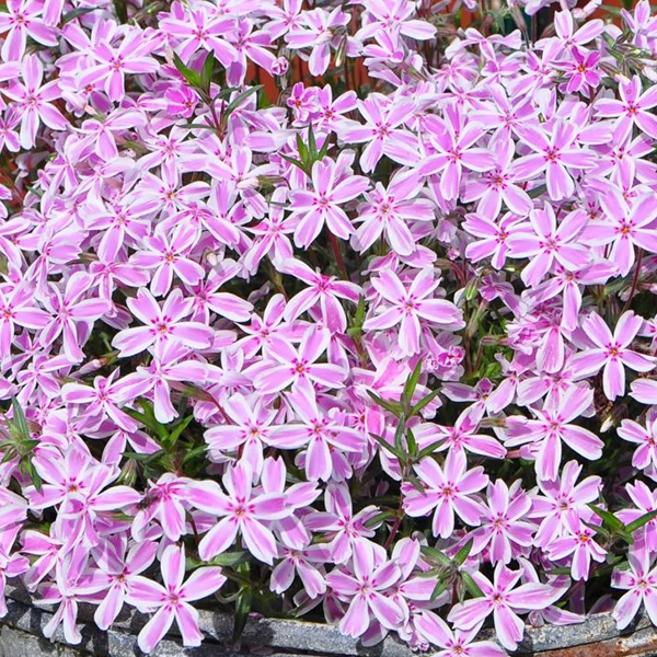 Phlox subulata 'Kimono Pink White' - Árlevelű lángvirág