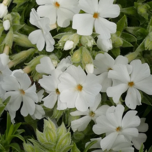 Phlox subulata 'Maischnee' – Árlevelű lángvirág