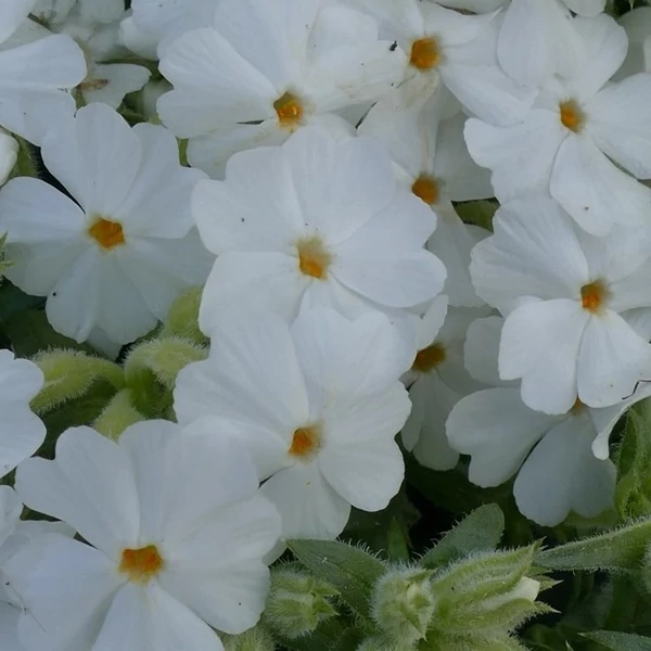Phlox subulata 'Maischnee' – Árlevelű lángvirág