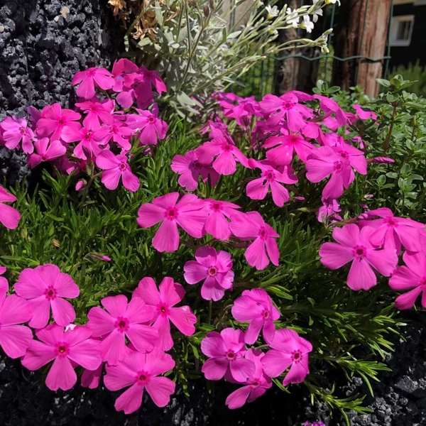 Phlox subulata 'McDaniel's Cushion' - Árlevelű lángvirág