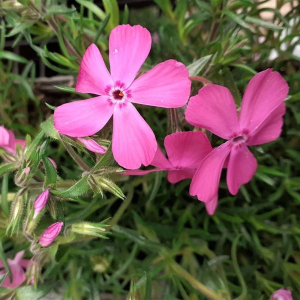 Phlox subulata 'McDaniel's Cushion' - Árlevelű lángvirág