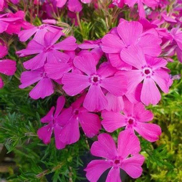 Phlox subulata 'McDaniel's Cushion' - Árlevelű lángvirág