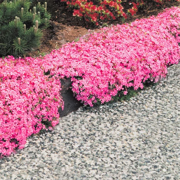 Phlox subulata 'McDaniel's Cushion' - Árlevelű lángvirág