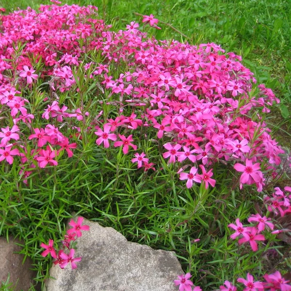 Phlox subulata 'Red Wings' – Árlevelű lángvirág