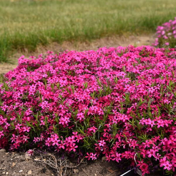 Phlox subulata 'Red Wings' – Árlevelű lángvirág