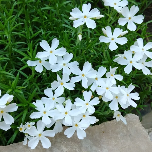Phlox subulata 'Snowflake' – Árlevelű lángvirág