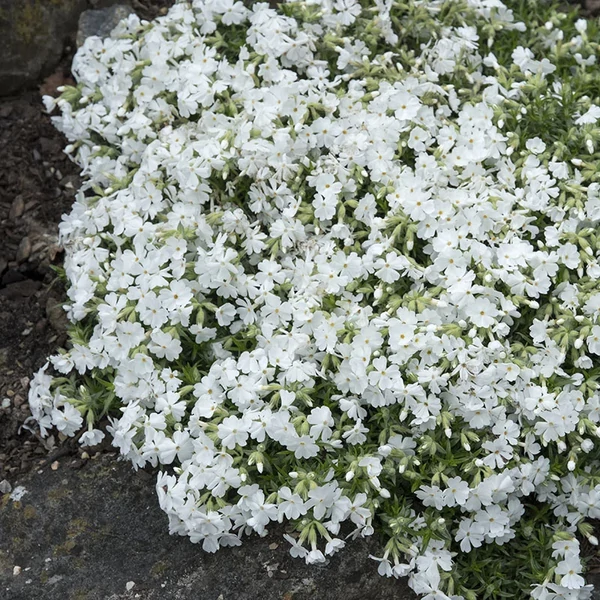 Phlox subulata 'Snowflake' – Árlevelű lángvirág