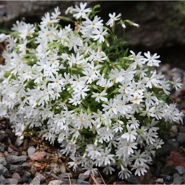 Phlox subulata 'Snowflake' – Árlevelű lángvirág