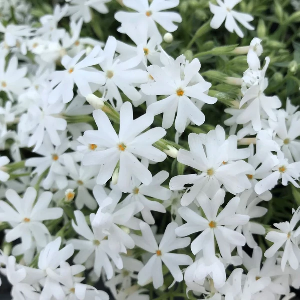 Phlox subulata 'Snowflake' – Árlevelű lángvirág