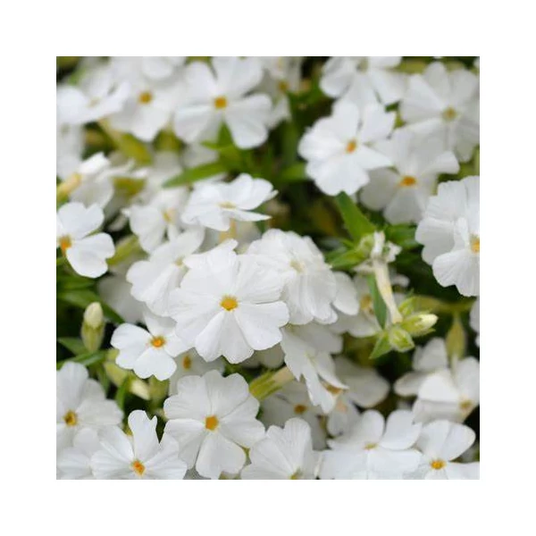 Phlox subulata 'White Delight' - Árlevelű lángvirág