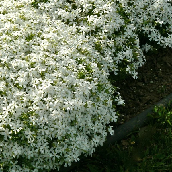 Phlox subulata 'White Delight' - Árlevelű lángvirág