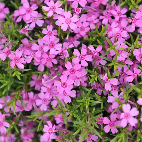 Phlox subulata 'Zwergenteppich' - Árlevelű lángvirág