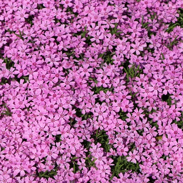 Phlox subulata 'Zwergenteppich' - Árlevelű lángvirág