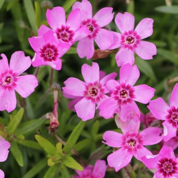 Phlox subulata 'Zwergenteppich' - Árlevelű lángvirág