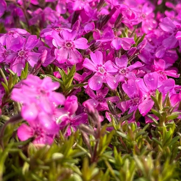 Phlox subulata 'Zwergenteppich' - Árlevelű lángvirág