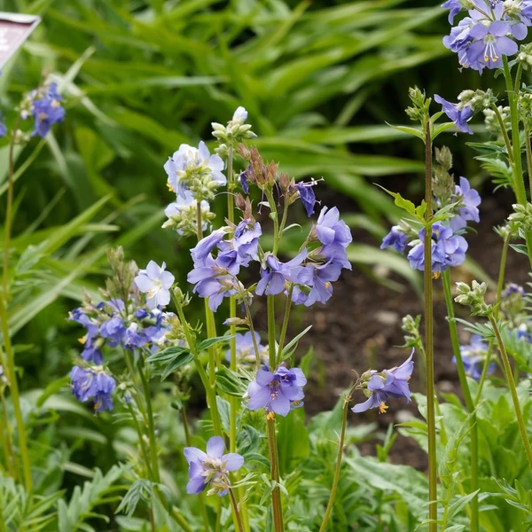 Polemonium reptans 'Blue Pearl' – Indás csatavirág