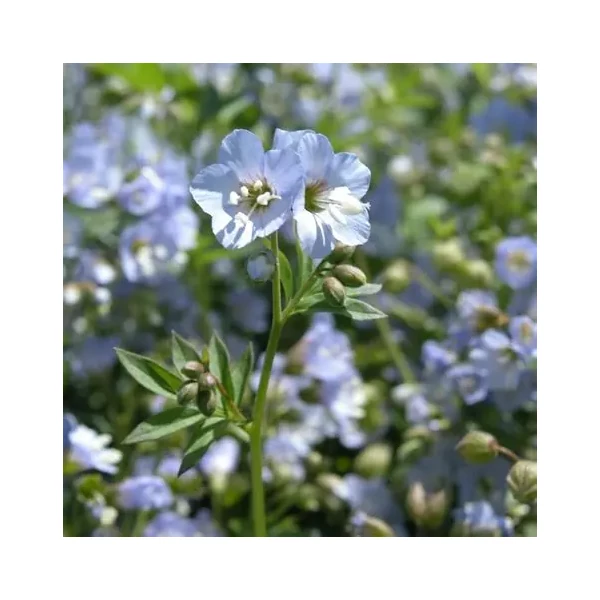 Polemonium reptans 'Blue Pearl' – Indás csatavirág