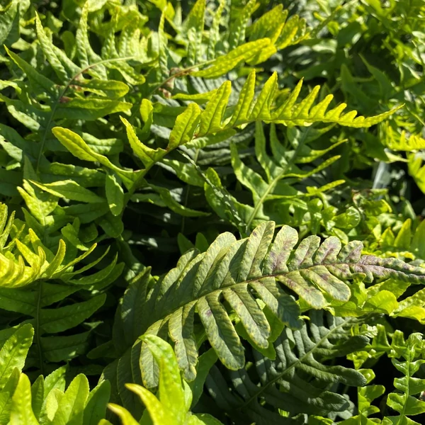 Polypodium vulgare – Közönséges édesgyökerű páfrány