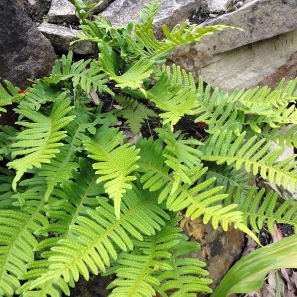 Polypodium vulgare – Közönséges édesgyökerű páfrány
