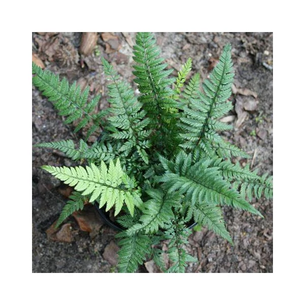 Polystichum tsus-simense - Koreai sziklai páfrány