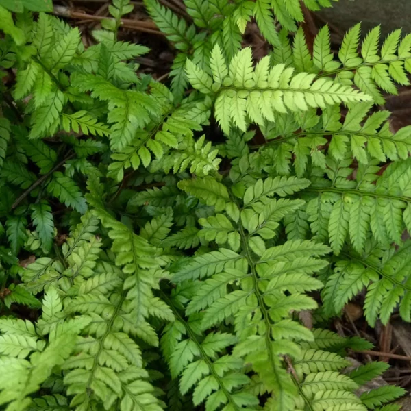 Polystichum tsus-simense - Koreai sziklai páfrány