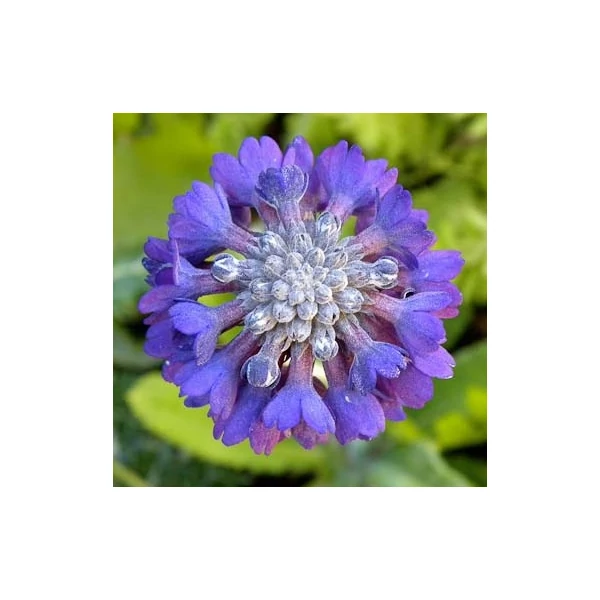 Primula capitata ssp. mooreana – Fejecskés kankalin