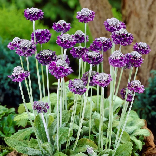 Primula capitata ssp. mooreana – Fejecskés kankalin