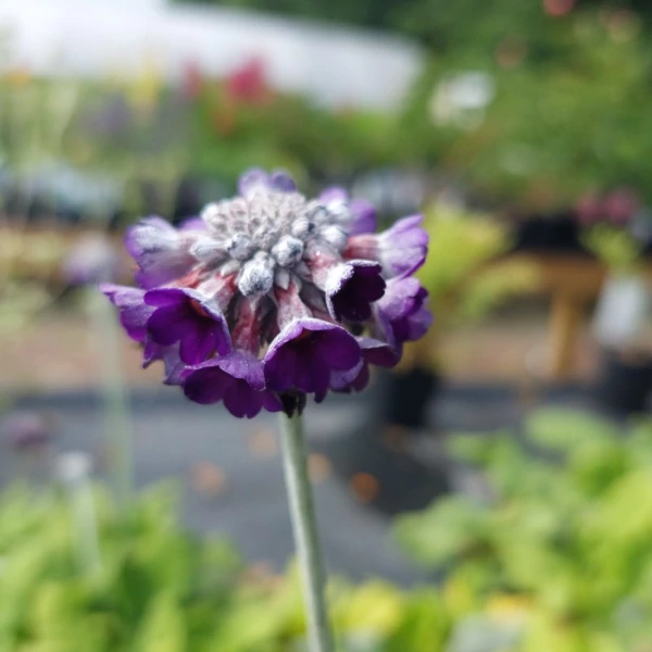 Primula capitata ssp. mooreana – Fejecskés kankalin