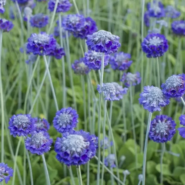 Primula capitata ssp. mooreana – Fejecskés kankalin
