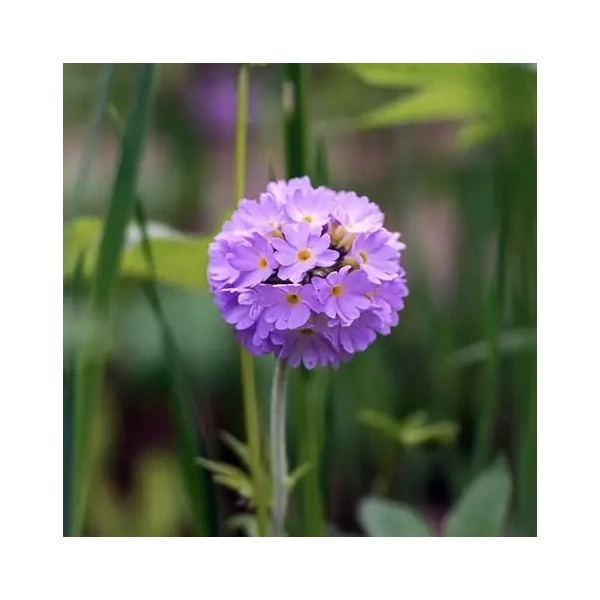 Primula denticulata 'Prom Lilac' – Gömbös kankalin