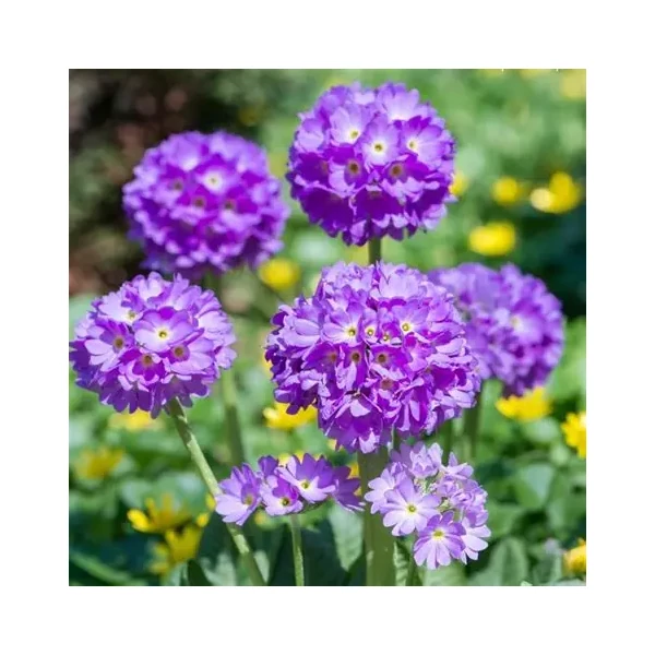Primula denticulata 'Prom Lilac' – Gömbös kankalin
