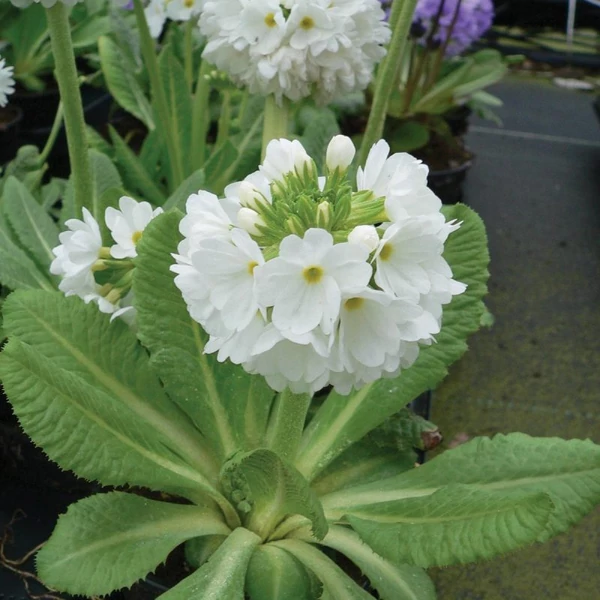 Primula denticulata 'Prom White' – Gömbös kankalin
