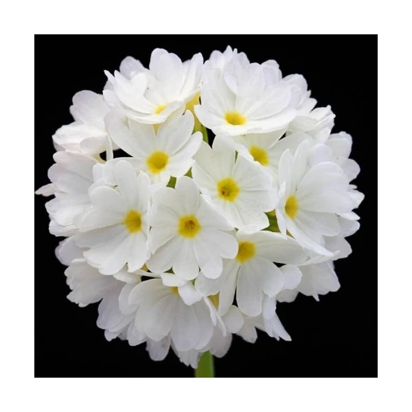 Primula denticulata 'Prom White' – Gömbös kankalin