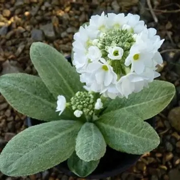 Primula denticulata 'Prom White' – Gömbös kankalin