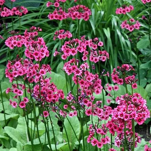 Primula japonica 'Miller's Crimson' – Japán kankalin