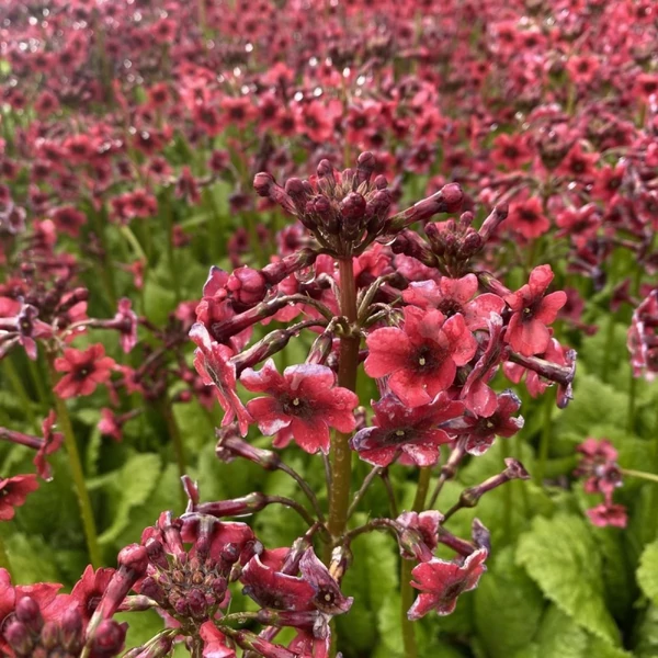 Primula japonica 'Miller's Crimson' – Japán kankalin