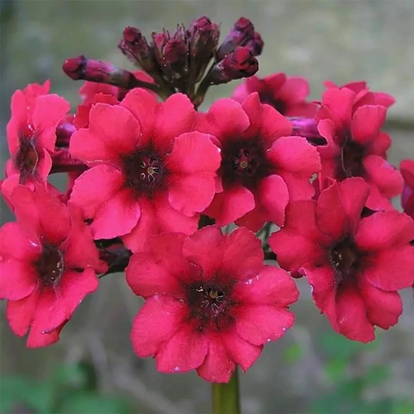 Primula japonica 'Miller's Crimson' – Japán kankalin