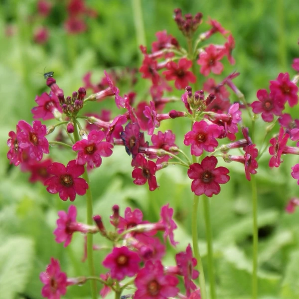 Primula japonica 'Miller's Crimson' – Japán kankalin