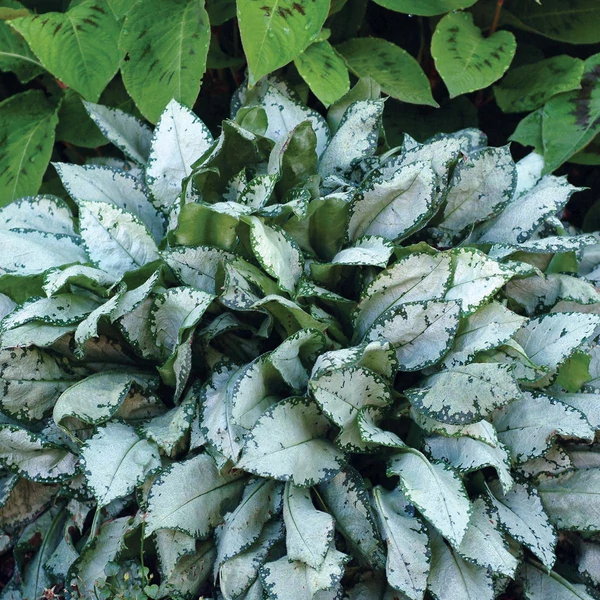 Pulmonaria 'Moonshine' – Tüdőfű