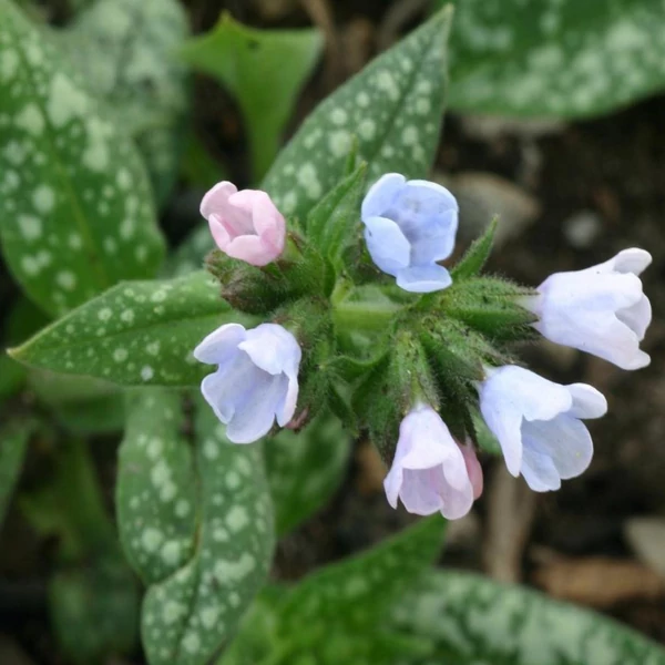 Pulmonaria 'Moonshine' – Tüdőfű