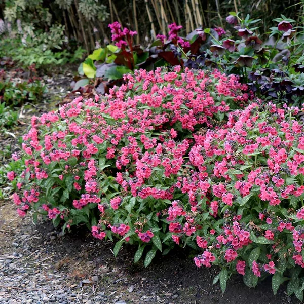 Pulmonaria 'Shrimps on the Barbie' – Tüdőfű