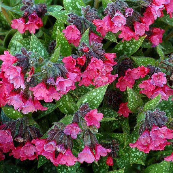 Pulmonaria 'Shrimps on the Barbie' – Tüdőfű